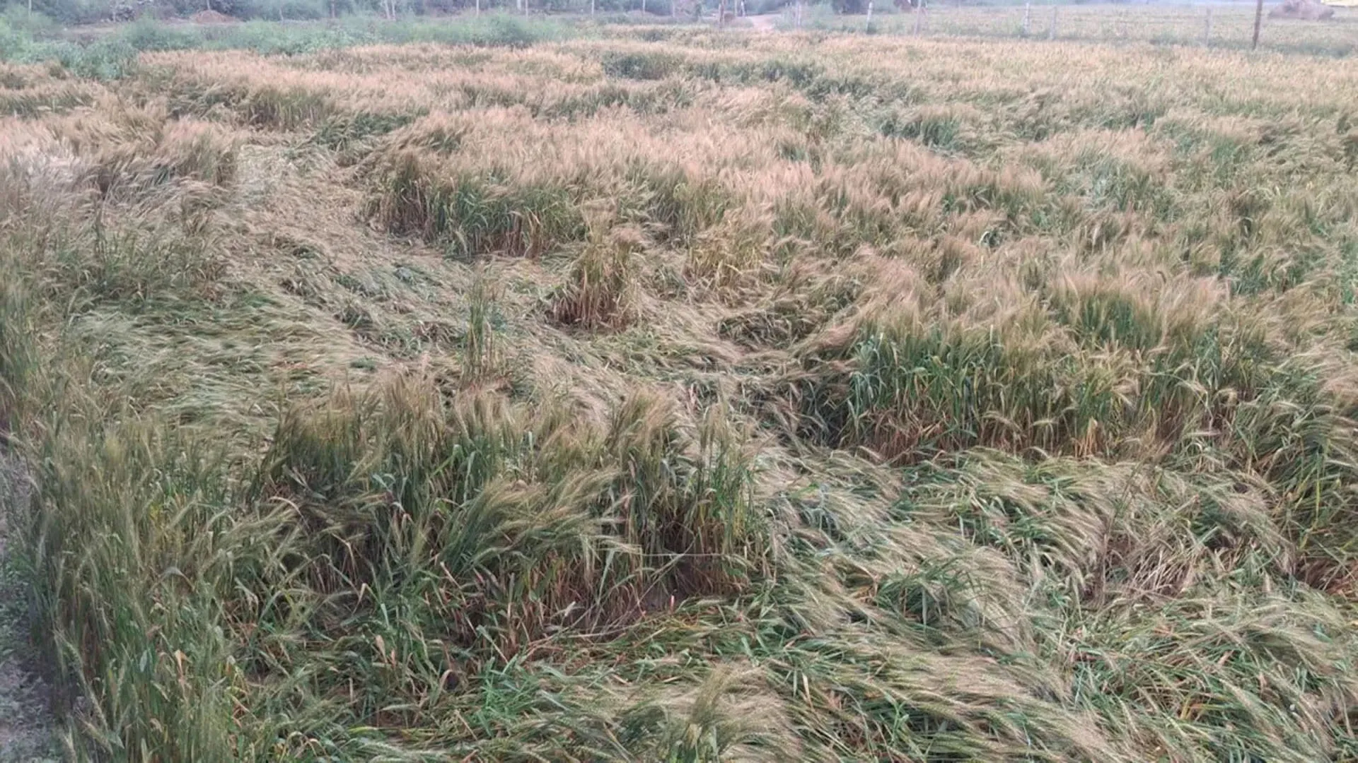 Bareilly: बारिश से गेहूं की फसल को हुए नुकसान का सर्वे शुरू, डीएम ने रिपोर्ट मांगी