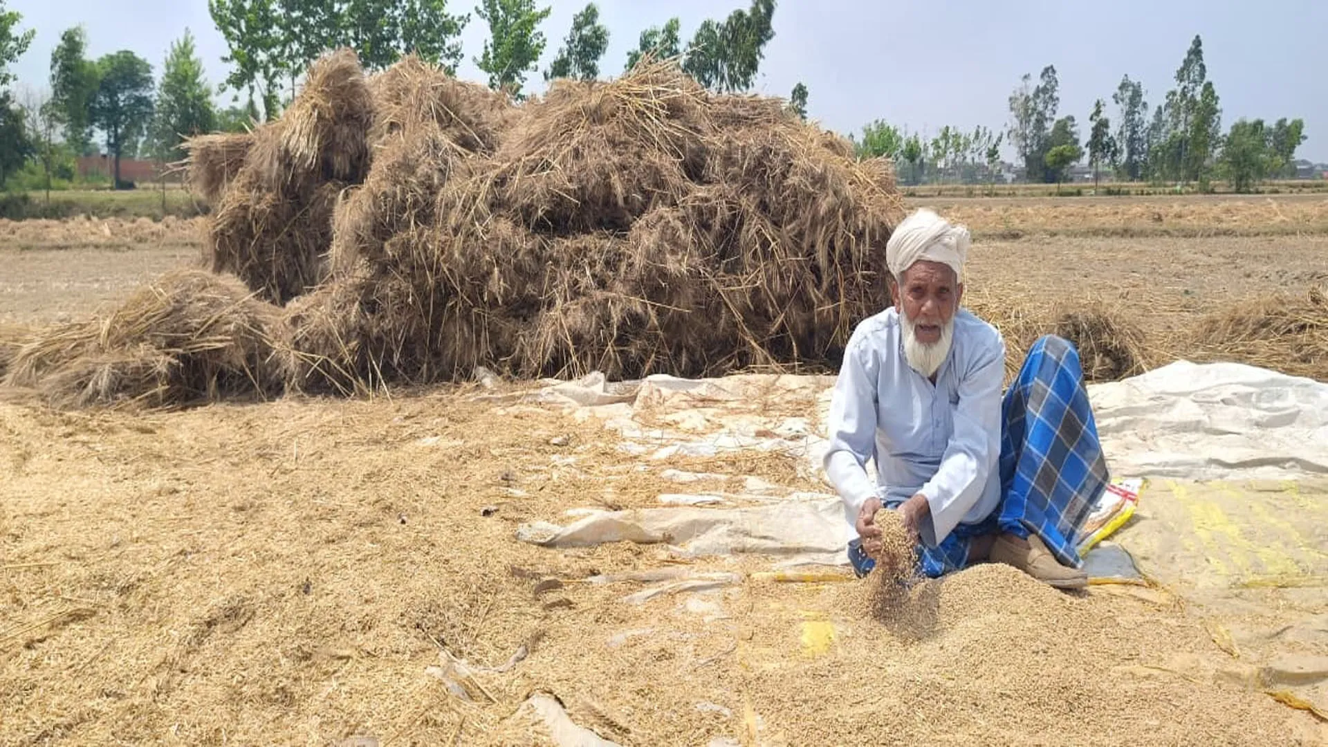 UP: दो दिन से हो रही बारिश ने किसानों की बढ़ाई चिंता, गेहूं की फसल पर मंडराया संकट