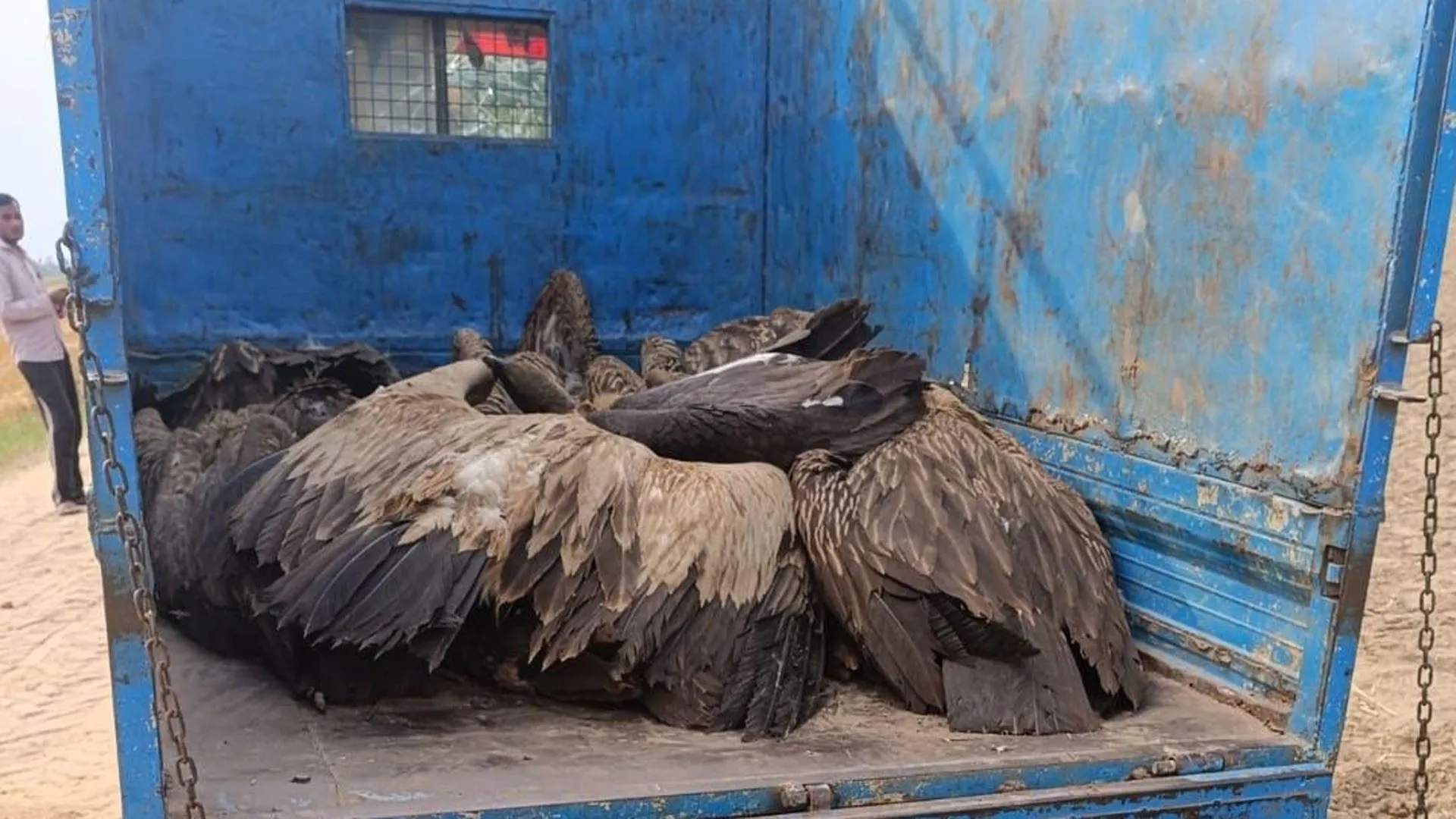 UP: गिद्धों की लाशों से पट गया खेत, जहरीला मांस खाने से 25 की मौत