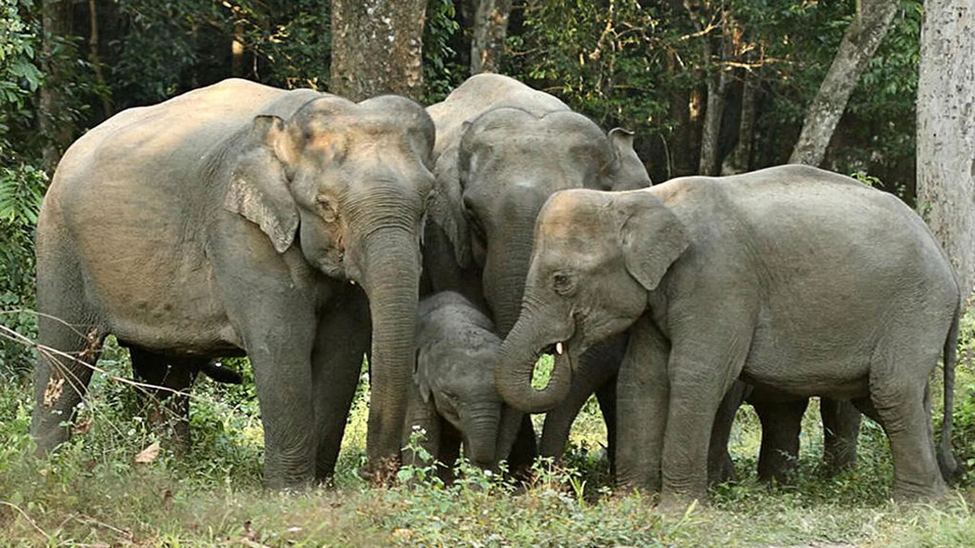 Uttrakhand: हाथियों को भगाने के लिए वन कर्मियों संग ग्रामीणों ने किया रतजगा