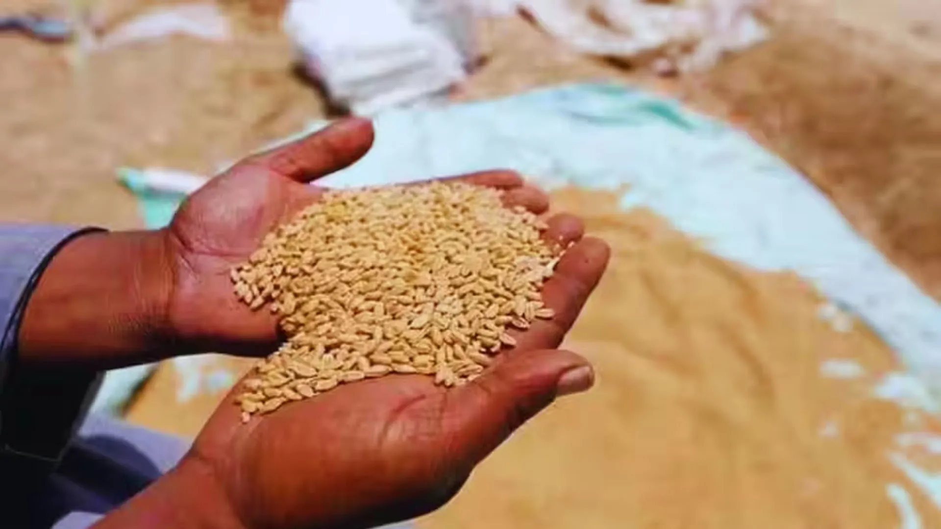 Uttrakhand:  गेहूं खरीद शुरू होने के 13 दिन बाद भी क्रय केंद्रों का नहीं खुला खाता