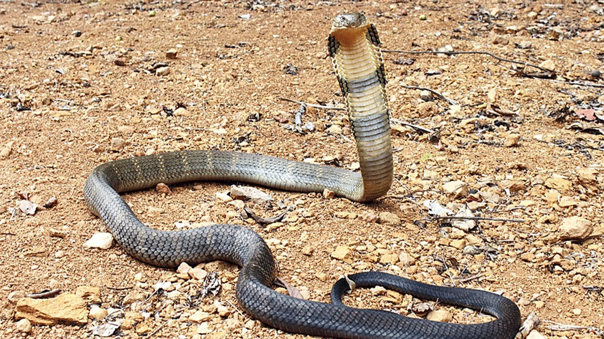 Uttrakhand: सीतावनी जंगल सफारी में दिखा विशाल किंग कोबरा, पर्यटक रोमांचित