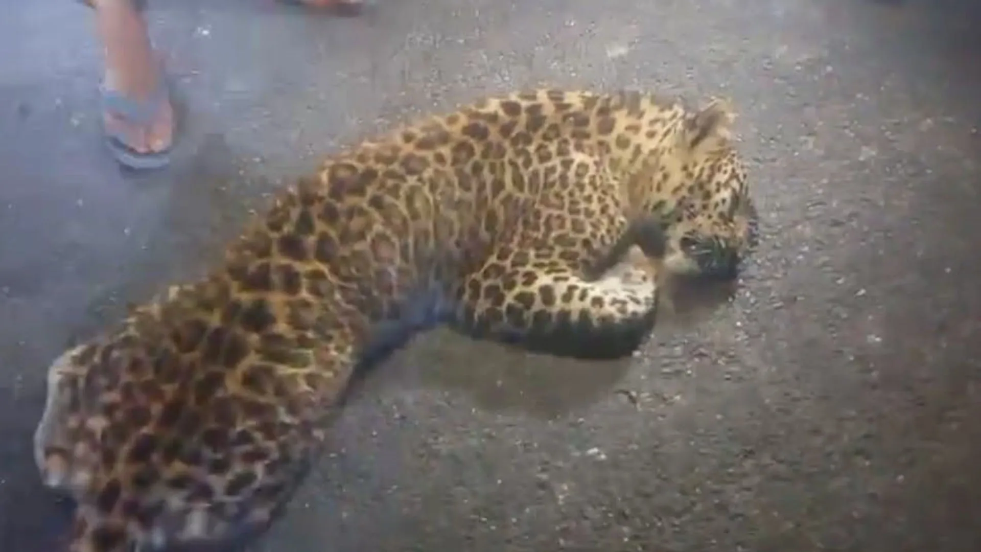 UP: ट्रांस शारदा में वाहन की टक्कर से तेंदुआ की मौत, नहर किनारे मिला शव