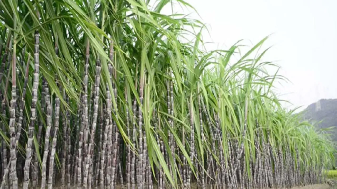 गन्ना के घटते रकबे को लेकर चिंता, किया जा रहा मंथन, सहकारी गन्ना समिति की बैठक में उठ चुका मुद्दा