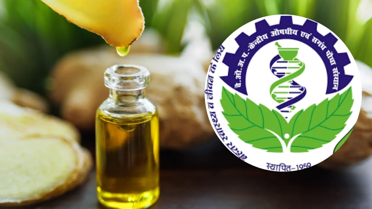 अदरक का तेल बनेगा सोरायसिस के लिए रामबाण, CSIR-CIMAP के शोध में सामने आए चौंकाने वाले परिणाम