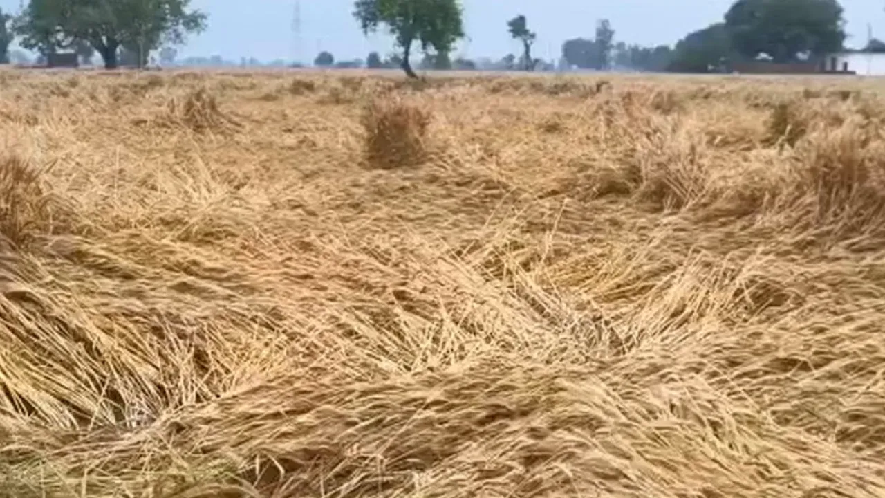 Sitapur News: बेमौसम बारिश से गेहूं की गुणवत्ता प्रभावित, किसानों की बढ़ी चिंता 