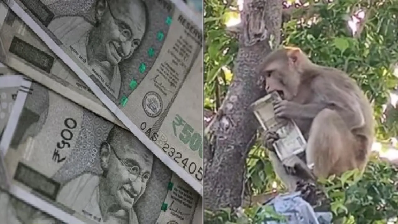 रामनगरी में आसमान से बरसे 500-500 के नोट! बंदरों ने कार से उड़ाया 50 हजार