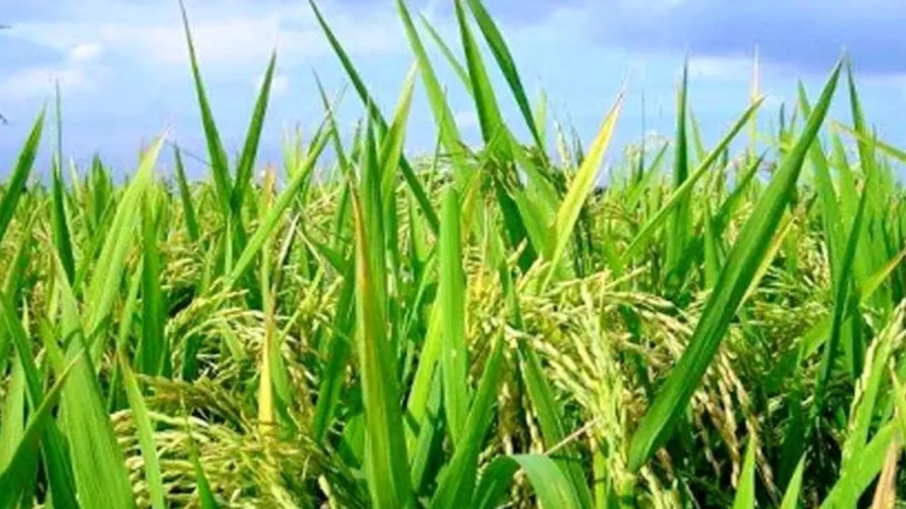 प्रदेश में हरी खाद को बढ़ावा देगी सरकार, खरीफ-2026 में फ्री में मिलेगा मिनीकिट और ढैंचा बीज 