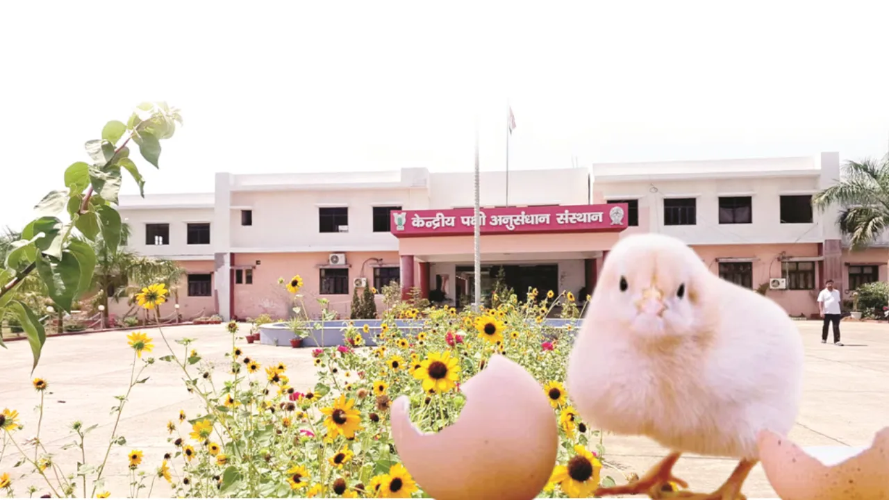 बरेली की पहचान, देश का गौरव बना CARI : एशिया के पोल्ट्री हब की गौरवगाथा