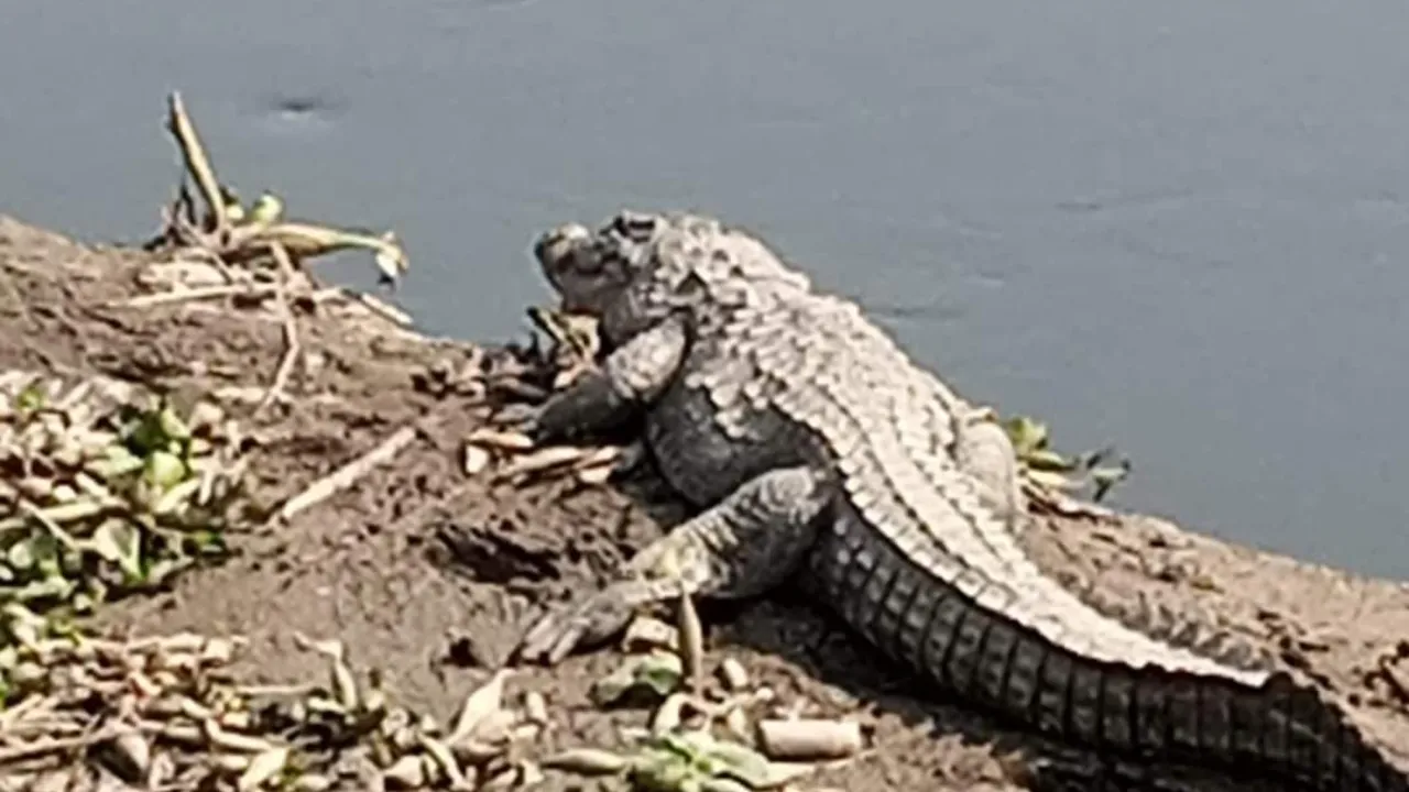 मेरठ में आधी रात सड़क पर दिखा मगरमच्छ, दो घंटे की कड़ी मशक्कत के बाद गंगा नदी में गया छोड़ा 