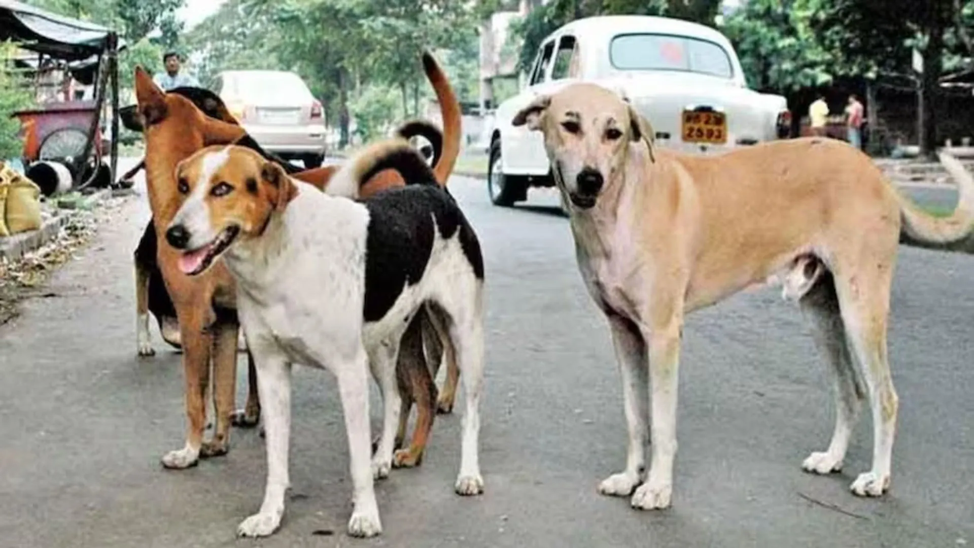 Bareilly: कुत्तों की नसबंदी में लापरवाही...ठेकेदार को अंतिम नोटिस