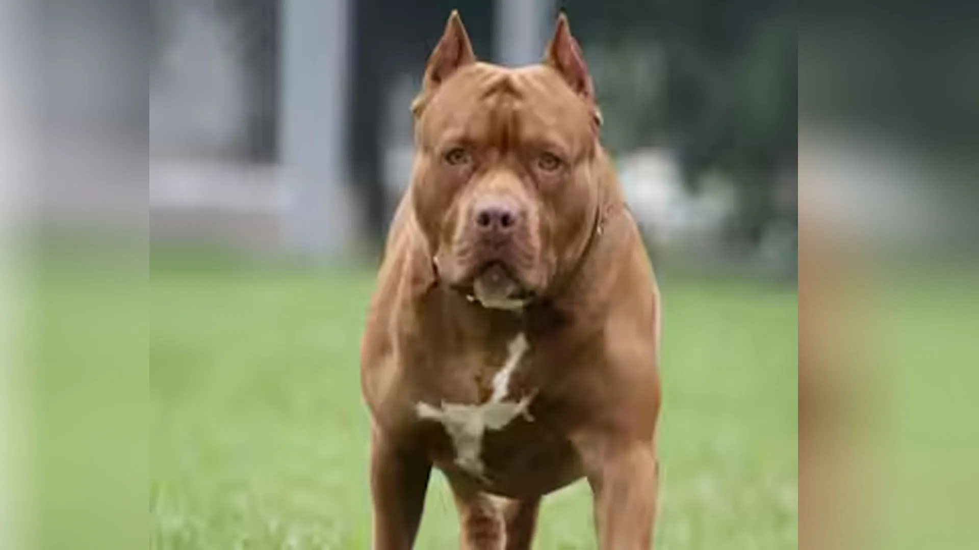 Uttrakhand: प्रतिबंधित कुत्ते भी पाल रहे हल्द्वानीवासी, ऑनलाइन रजिस्ट्रेशन से खुलासा