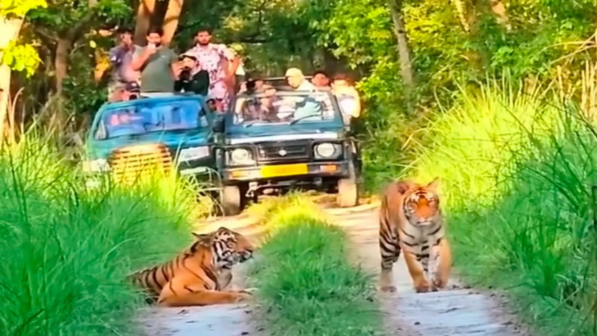 पीटीआर:सिर चढ़कर बोला छुट्टी का खुमार, बाघ-भालू देख रोमांचित हुए सैलानी 