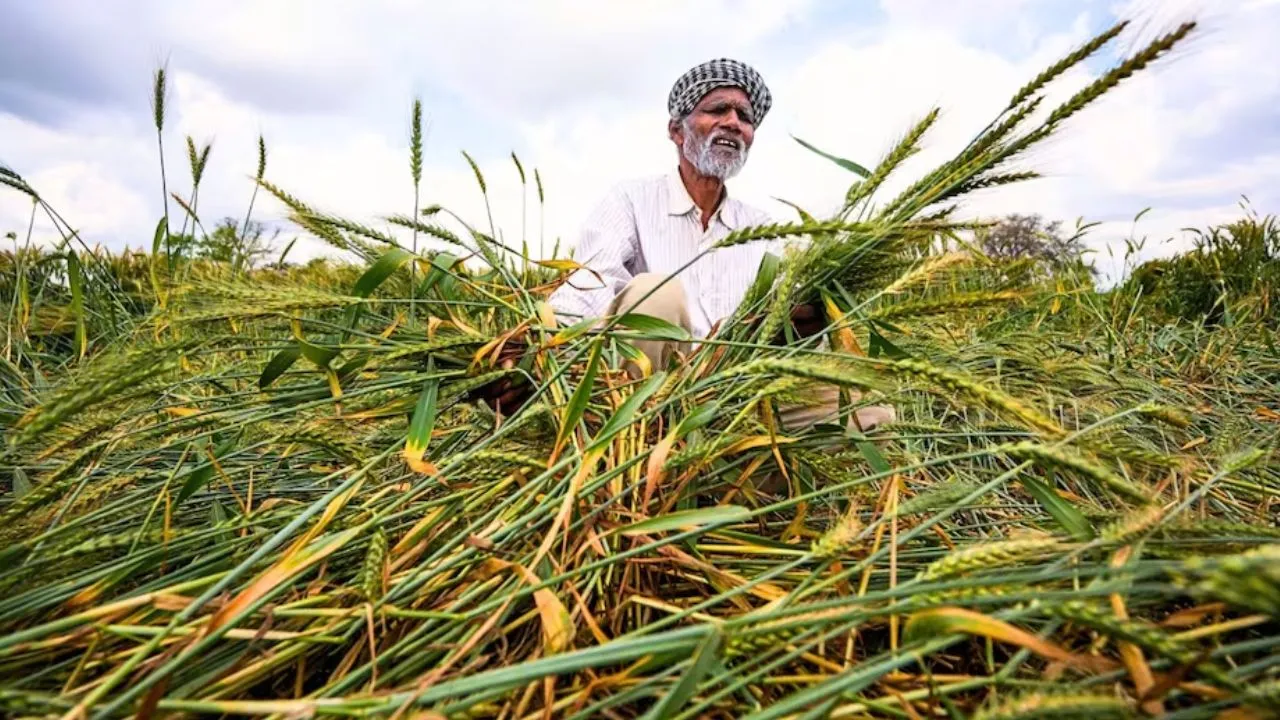 यूपी में किसानों को राहत,  बेमौसम बारिश से प्रभावित फसलों की होगी खरीद, लस्टर लॉस गेहूं की स्वीकार्य सीमा अब 70% तक
