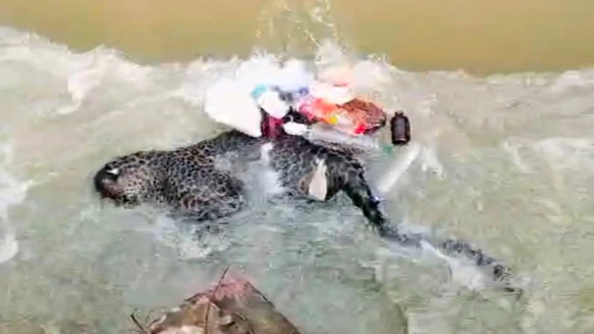 UP:नहर की झाल में उतराता मिला मादा तेंदुआ का शव, मचा हड़कंप