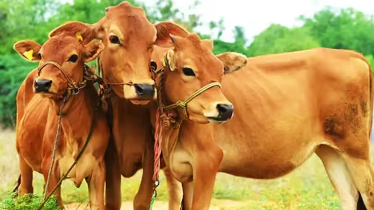 जौनपुर ने पेश की मिसाल:  DM की अपील पर गौ-वंशों के लिए उमड़ा जनसैलाब, 5788 कुंतल भूसा मिला दान