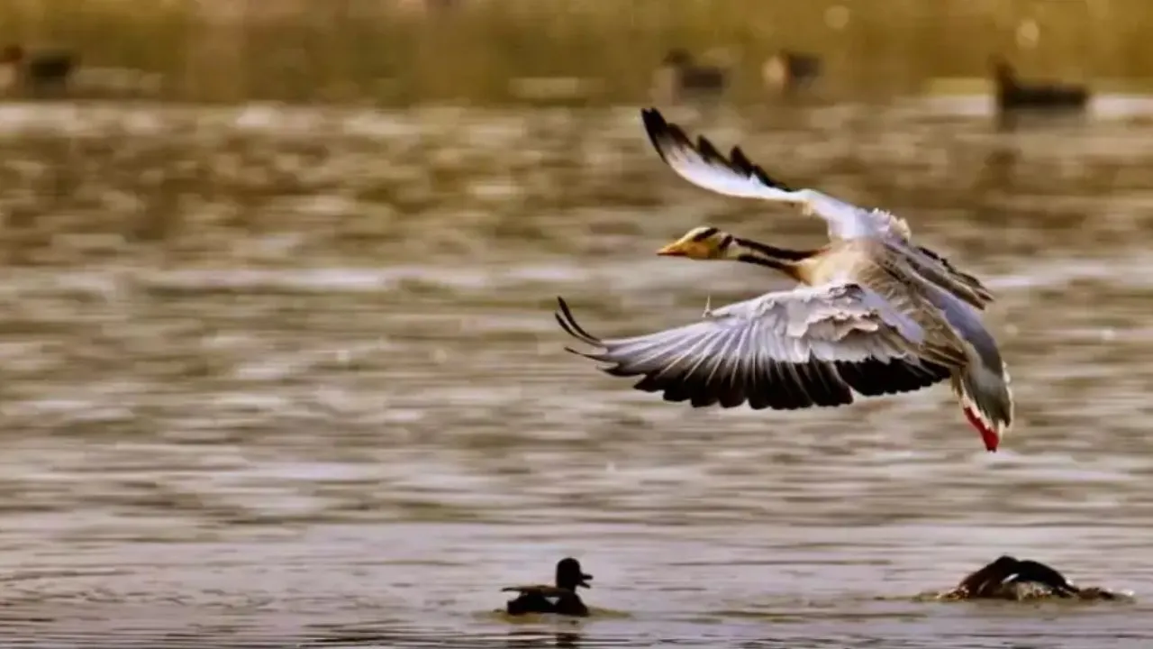 अलीगढ़ की शेखा झील को मिला अंतरराष्ट्रीय महत्व का दर्जा,  सीएम योगी ने बताया पर्यावरण संरक्षण की बड़ी जीत