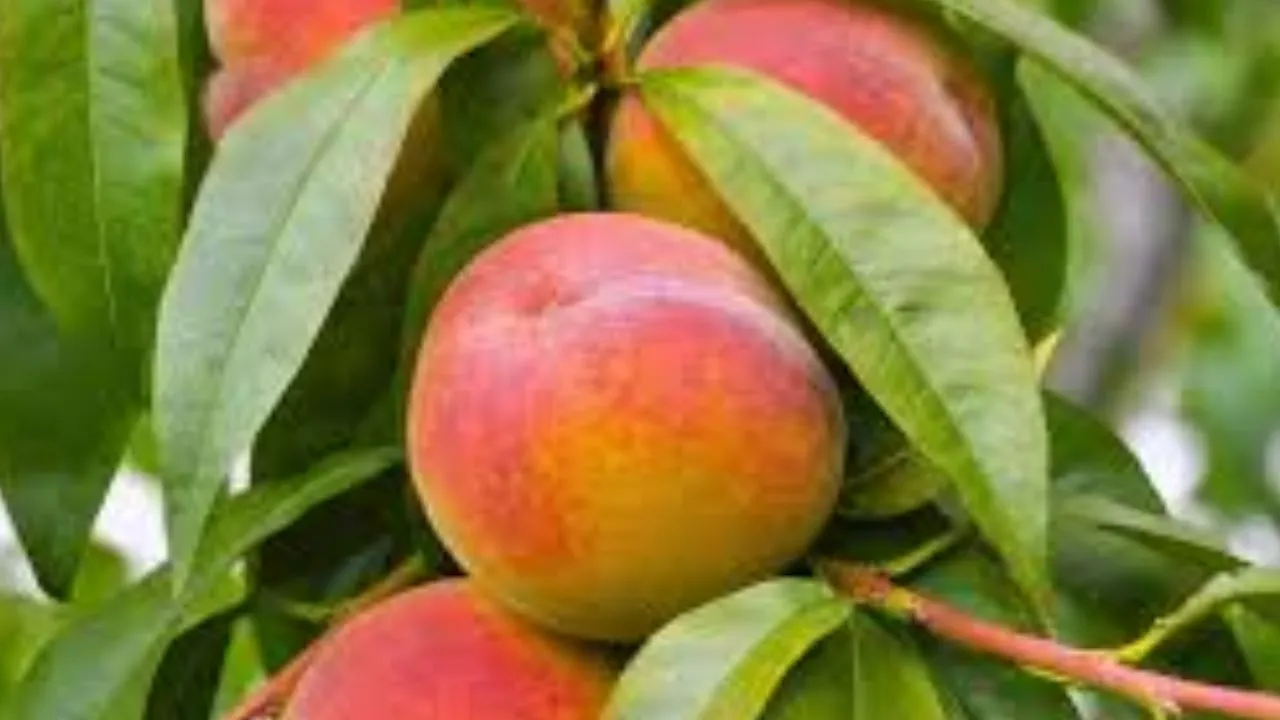  पूर्वांचल में आड़ू की खेती के खुले नए रास्ते, कृषि विवि में शोध से बदलेगी बागवानी की तस्वीर