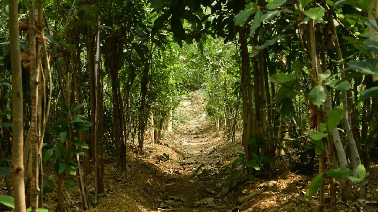  'बदलेगा पर्यावरण, महसूस होगी अतीत की अयोध्या' ....मियावाकी पद्धति से तैयार होगा 9.62 लाख पौधों को जंगल, ऋषियन वन से शुरू हुई थी बदलाव की मुहिम