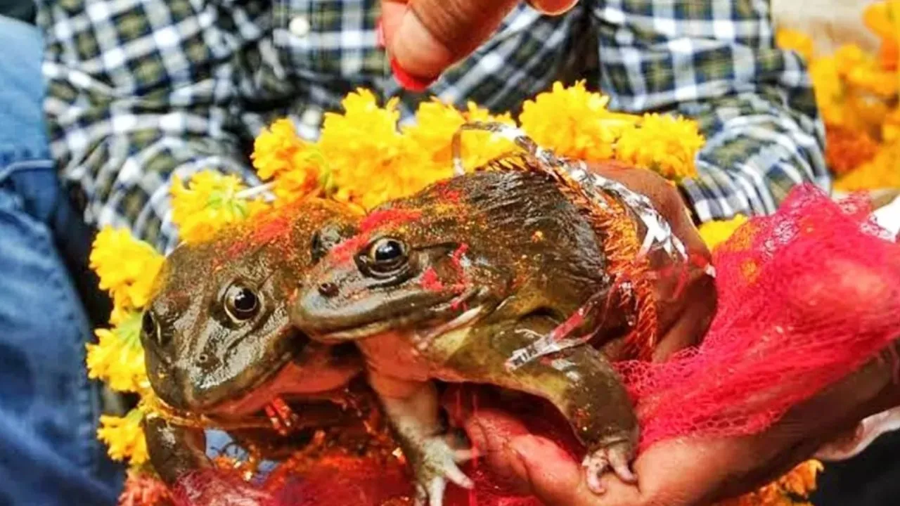 अनोखी परंपरा:  प्रकृति और परंपरा का संगम मेंढकों की शादी 