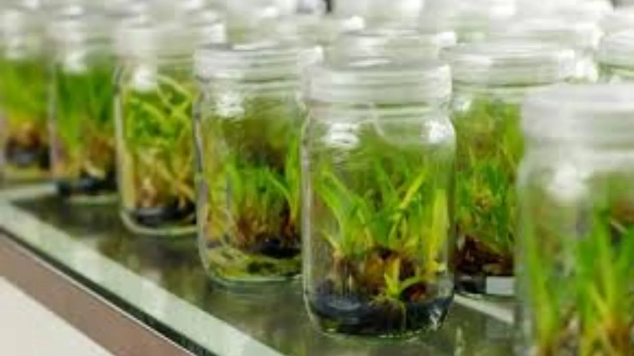 आधुनिक तकनीक से जुड़ेंगे यूपी के गन्ना किसान,  टिशू कल्चर से मिलेंगे बेहतर गुणवत्ता के बीज, बढ़ेगी पैदावार और आय