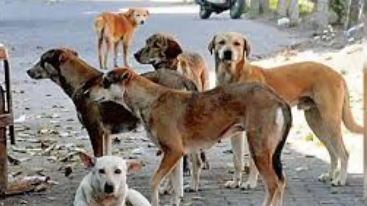 भदोही में आवारा कुत्तों के अटैक का 52 हॉटस्पॉट चिंहित,  बच्चों-बुजुर्गों की सुरक्षा के लिए प्रशासन अलर्ट, स्कूलों में तैनात होंगे नोडल शिक्षक