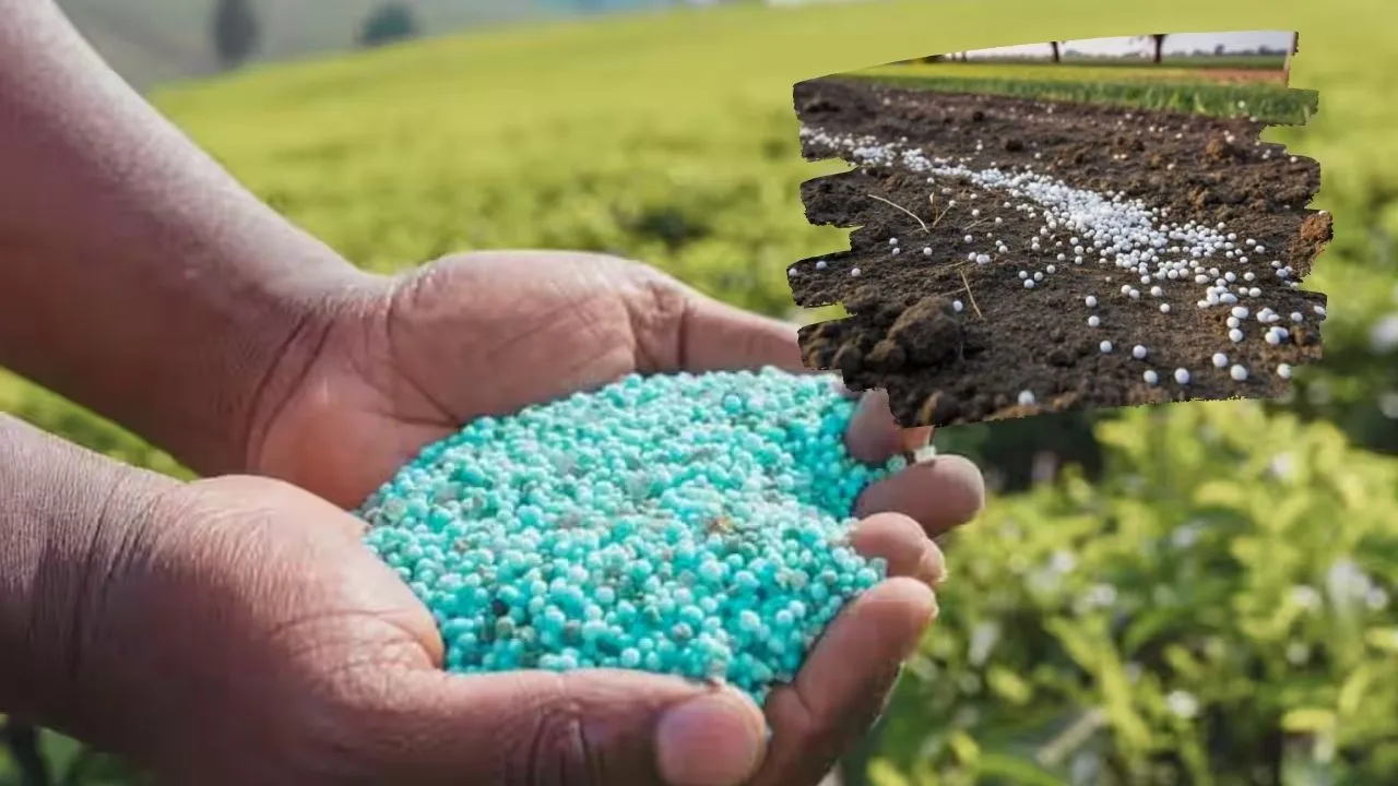 यूपी में खरीफ फसलों के लिए उर्वरकों का लक्ष्य तय,  ब्लॉक और तहसील स्तर पर कमेटी रखेंगी नजर