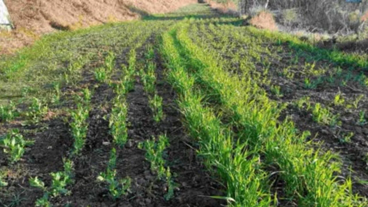 कम लागत, ज्यादा मुनाफा..... प्राकृतिक खेती से बदल रही यूपी के किसानों की तकदीर, बुंदेलखंड बना मॉडल