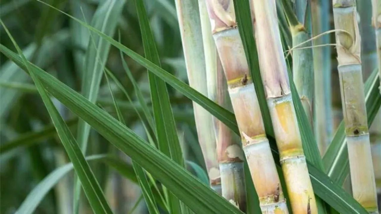  केंद्र सरकार का बड़ा कदम :  गन्ने से जुड़े छह दशक पुराने कानून में बड़े बदलाव का प्रस्ताव, एथनॉल इकोनॉमी को मिलेगा बढ़ावा