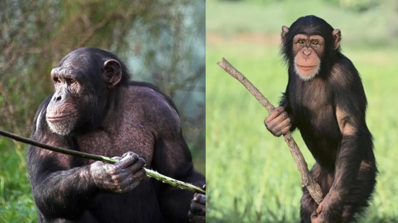 चिंपैंजियों के बीच चल रहा हैखूनी गृहयुद्ध 