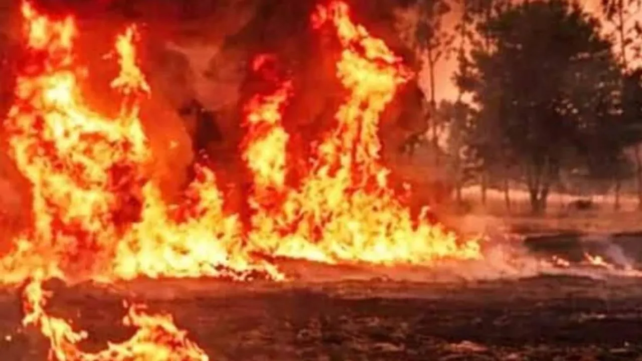 अयोध्या में आग लगने से सैकड़ों बीघा गेहूं की फसल जलकर राख, प्रशासन ने कही ये बात