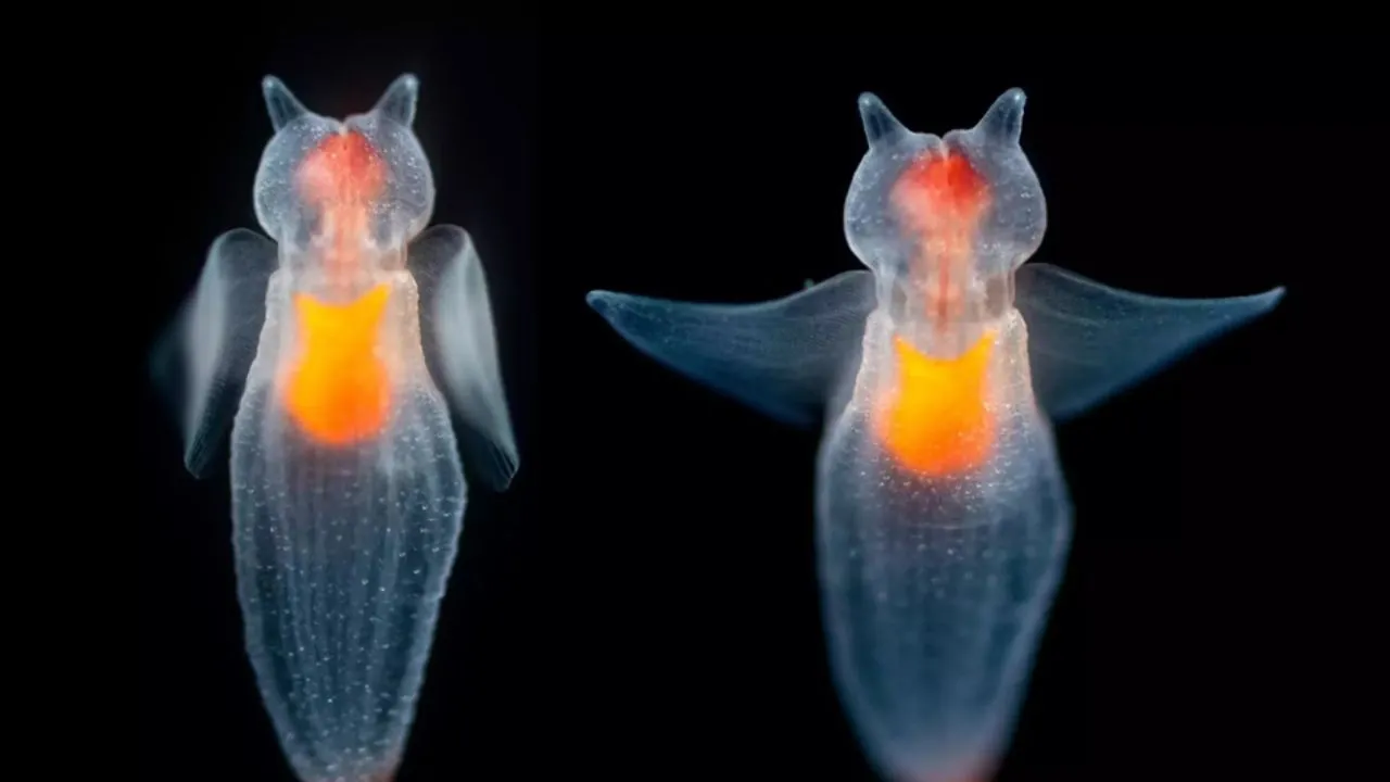 मरीन लाइफ:  समुद्री संतुलन के रक्षक