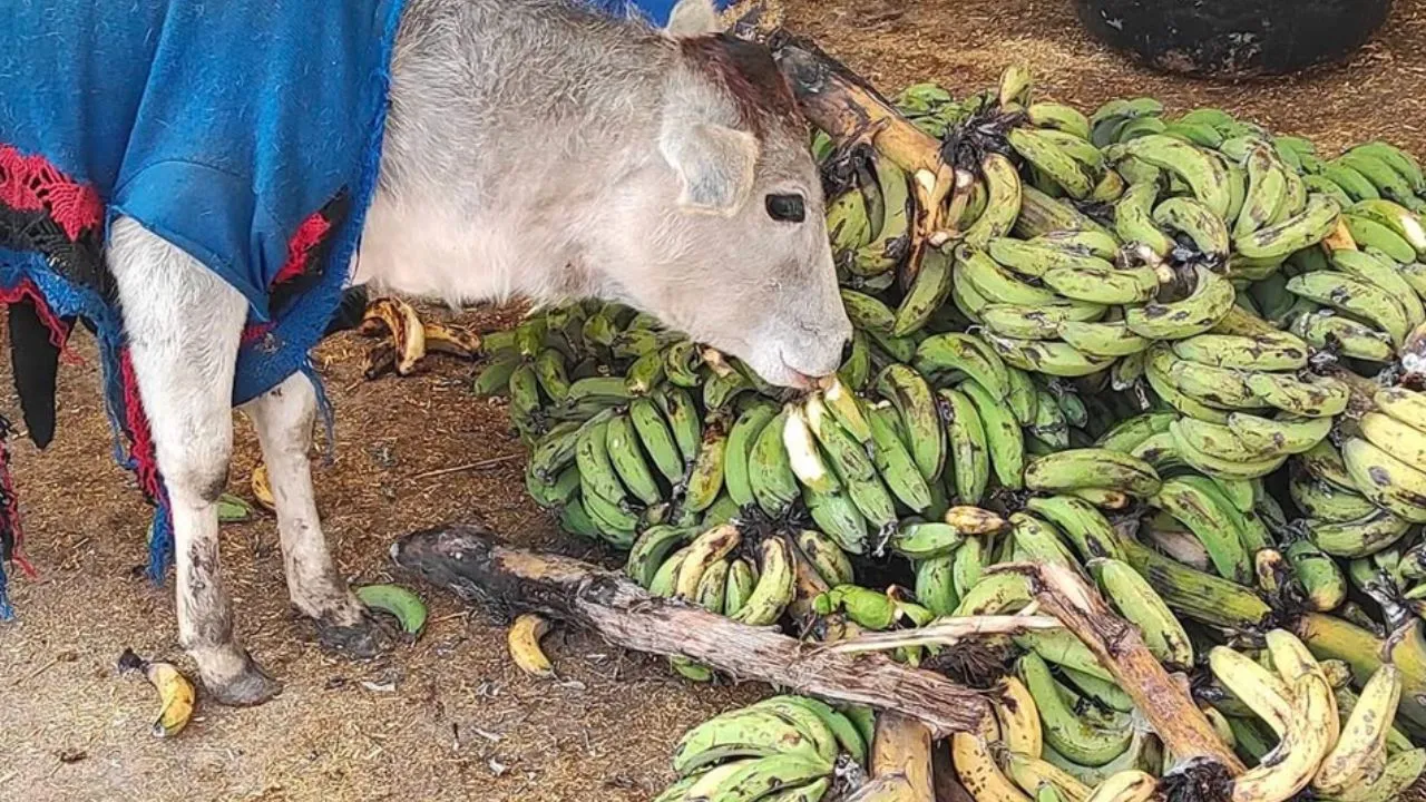 केला खाती गौमाता