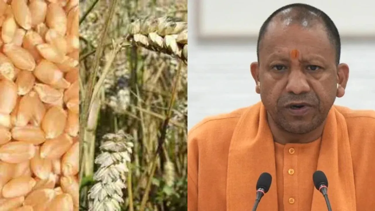  यूपी के किसानों को बड़ी राहत: सरकारी क्रय केंद्रों पर फार्मर रजिस्ट्री के बिना भी बेच सकेंगे गेहूं, सीएम योगी ने दिए निर्देश 