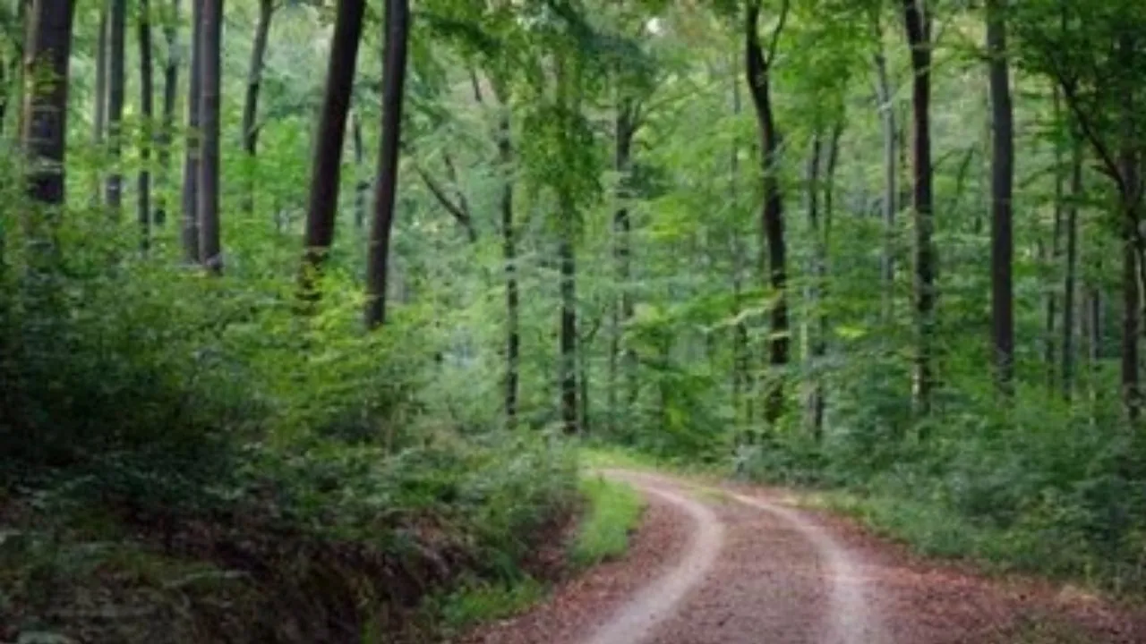  गोरखपुर का कुसम्ही जंगल बनेगा इको-टूरिज्म हब, 4.84 करोड़ की परियोजना, पहली किस्त के 50 लाख रुपये जारी