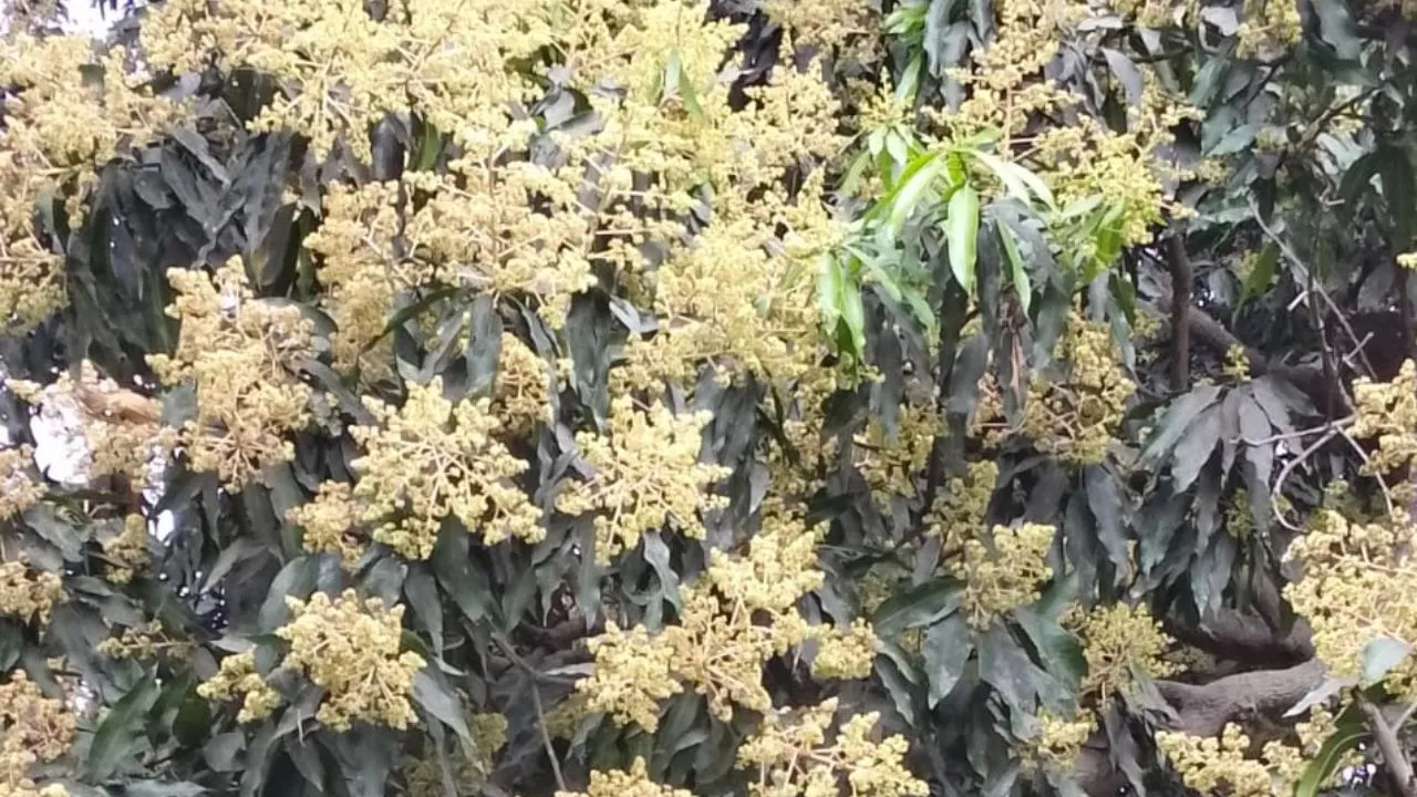 बारिश से झड़े आम के बौर,  दहिया रोग बढ़ने की आशंका: पैदावार घटने की आशंका से बागवान परेशान