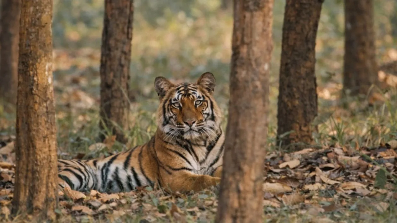 वाइल्ड लाइफ :  तराई की समृद्ध जैव विविधता, एक उभरता वैश्विक केंद्र