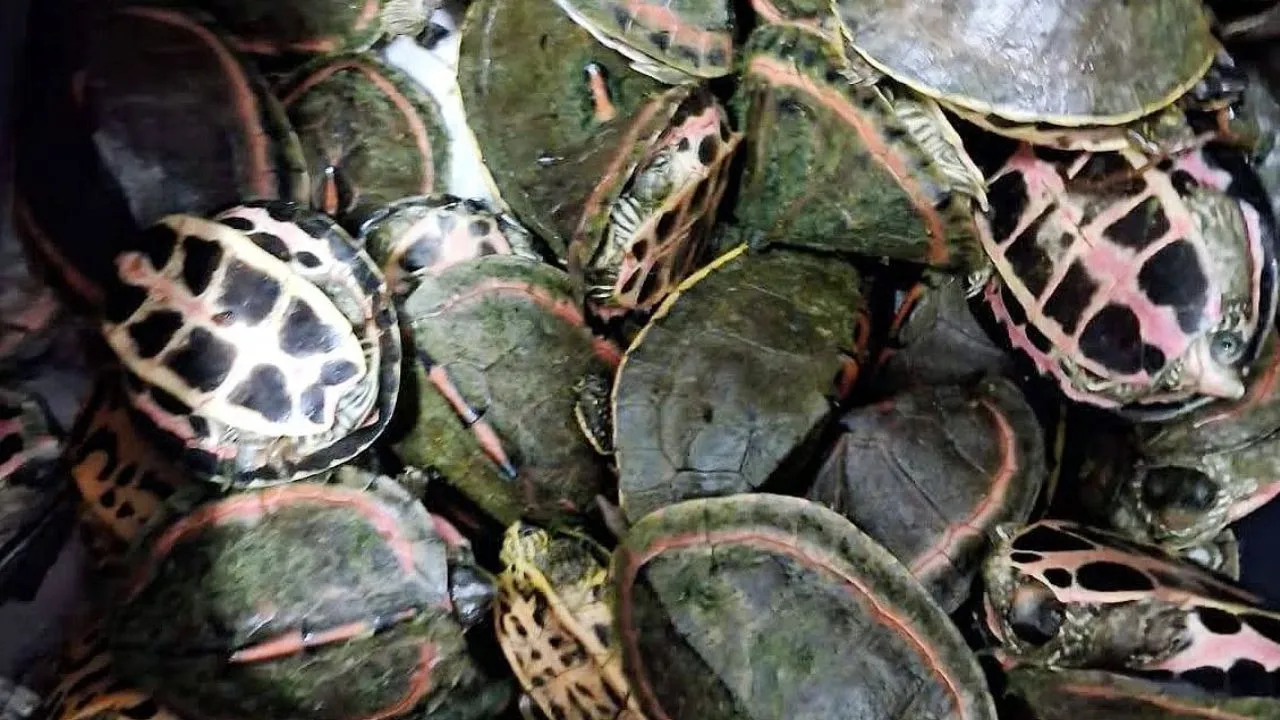 लखनऊ से कछुआ तस्कर गिरफ्तार:  भोपाल पुलिस के इनपुट पर यूपी एसटीएफ की बड़ी कार्यवाई