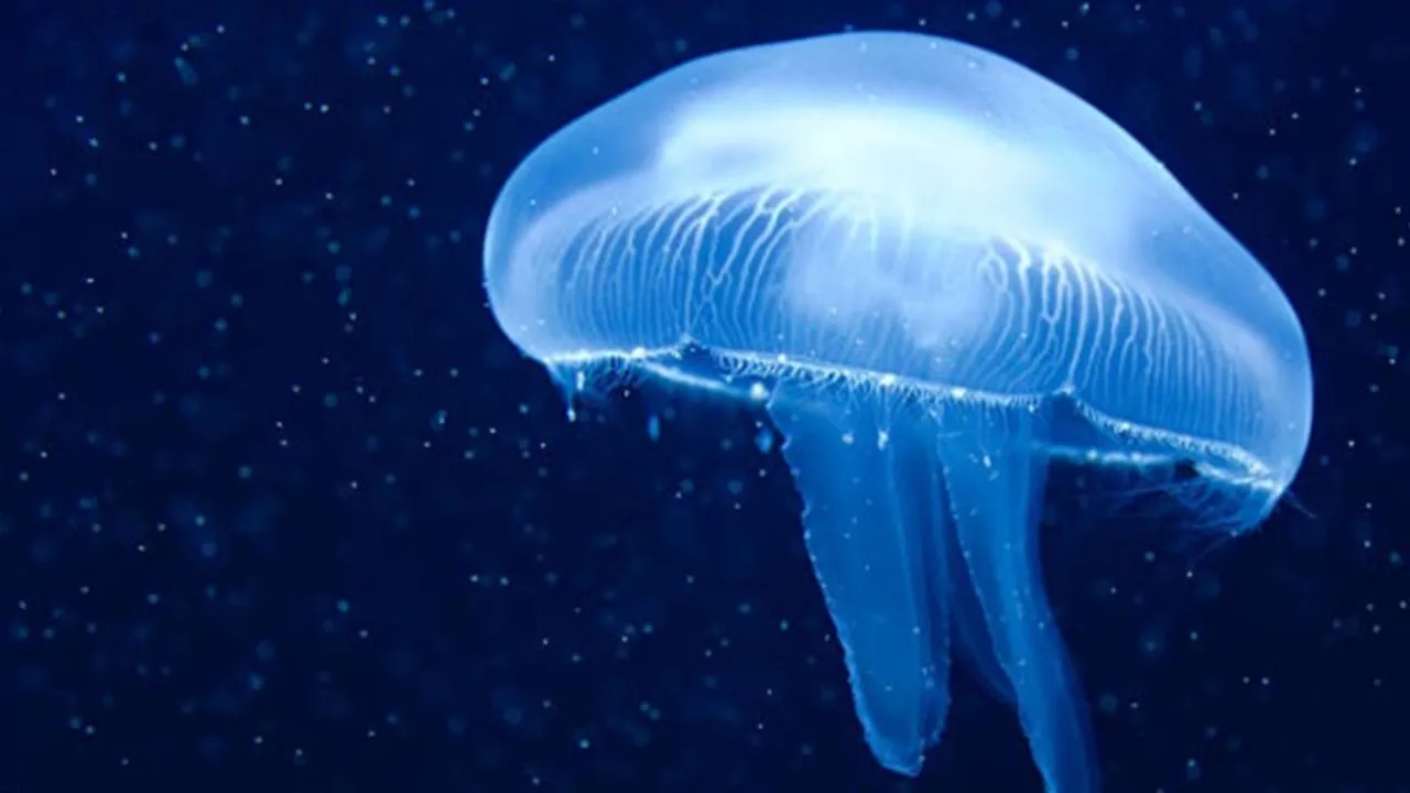 मरीन लाइफ :  जेलीफिश, प्रकृति का पारदर्शी चमत्कार