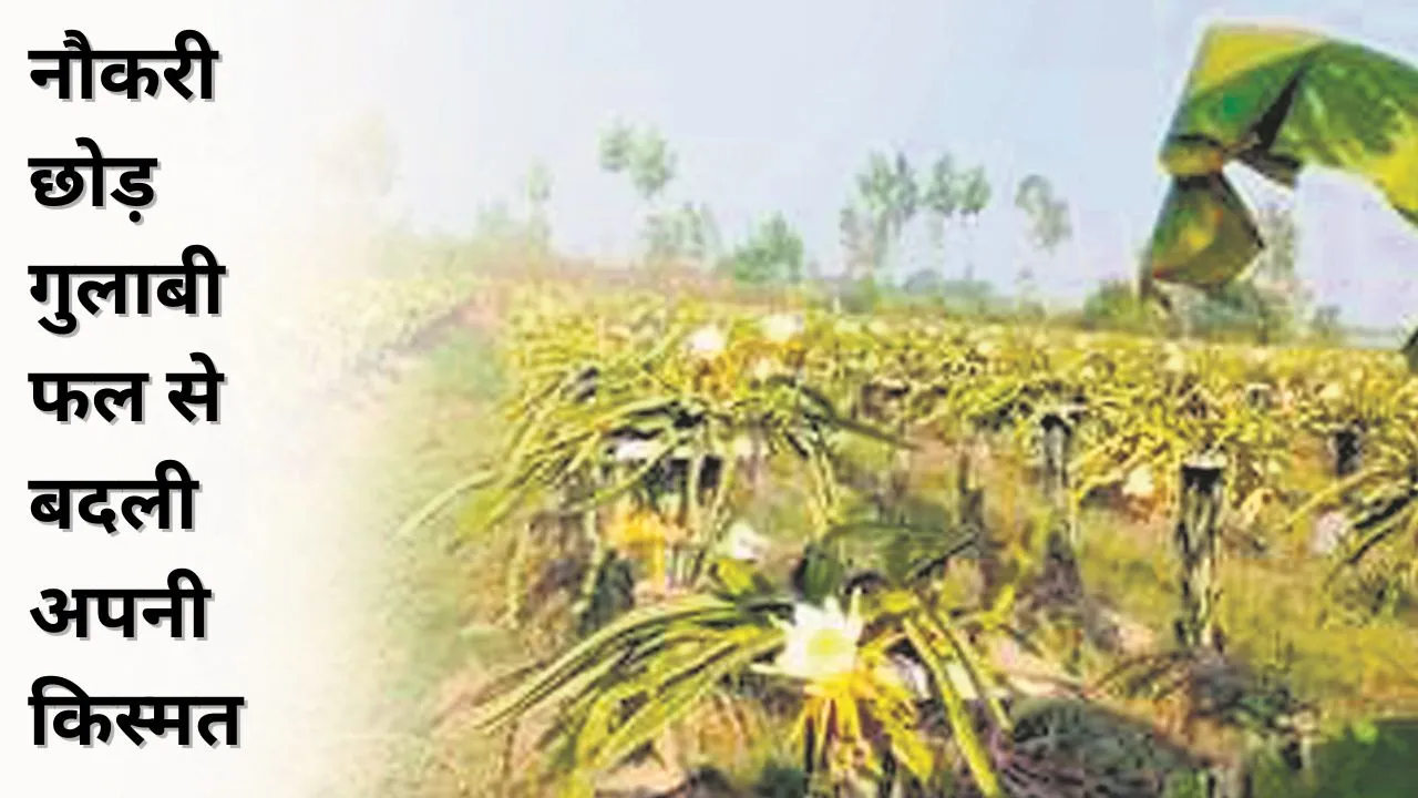 नौकरी छोड़ गुलाबी फल से बदली अपनी किस्मत