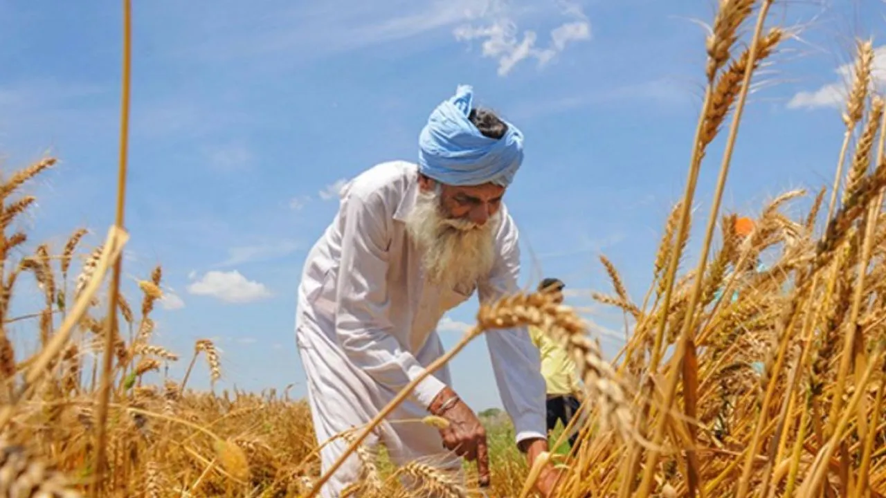 आग से सावधान रहें किसान:  बारिश के बीच कृषि विभाग की एडवाइजरी जारी, भीगे दानों को सुखाने के बाद ही करें भंडारण