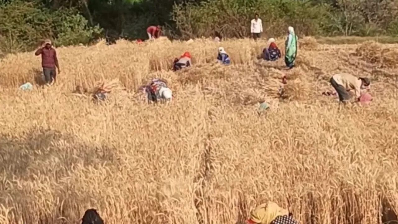  प्रयागराज में किसानों के खिले चेहरे, साफ मौसम से गेहूं की कटाई और मड़ाई में आई तेजी