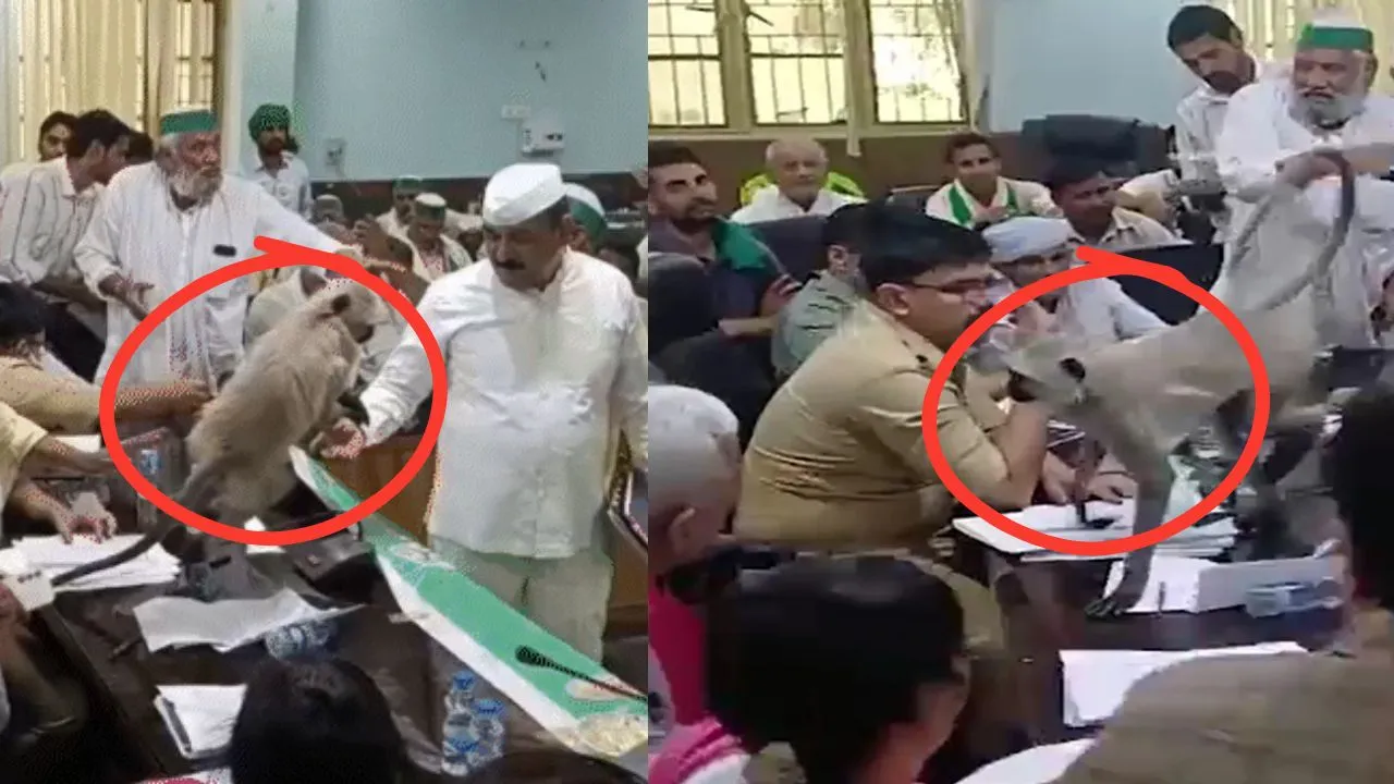 किसान दिवस पर बागपत में अजीबों-गरीब वाकिया....   DM की कुर्सी के पास पहुंचा लंगूर, कुछ समय के लिए बाधित रही कार्यवाही