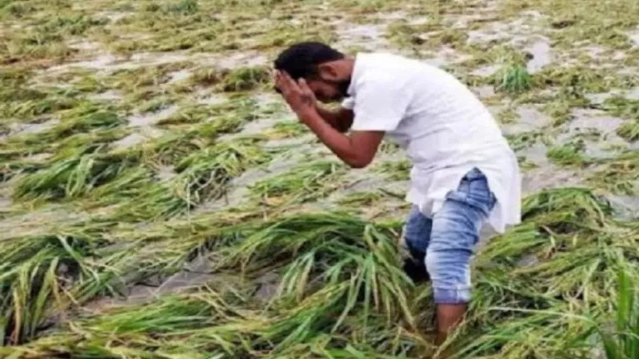 बेमौसम बारिश ने बढ़ायी किसानों की चिंता: गेहूं, आम और अन्य रबी की फसलों को भारी नुकसान, पेड़ों पर आई बौर भी झड़ रही 