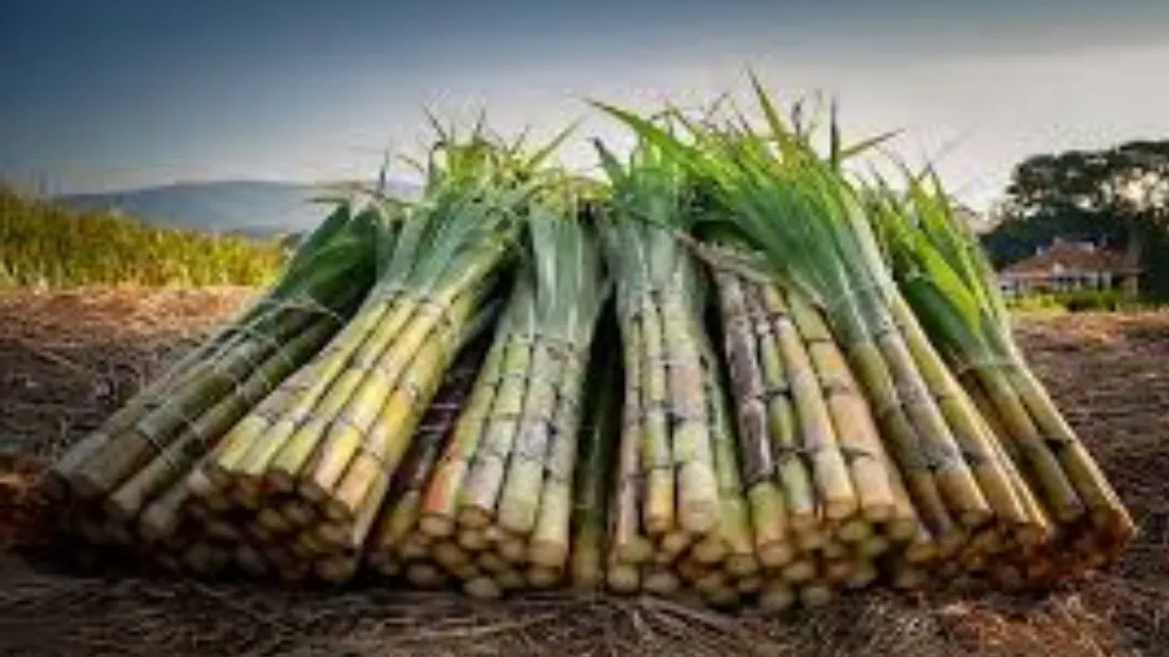 सहारनपुर :  गन्ने की खेती पर प्रतिकूल असर, 30% की गिरावट, पापुलर की ओर बढ़ा किसानों का रूझान 