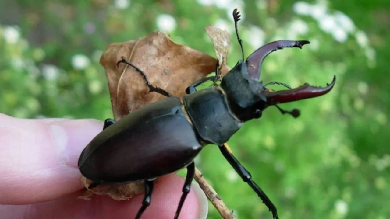 पौधे भी देते हैं कीटों के हमलों का जवाब,  CSIR-CIMAP के अध्ययन में सामने आए नए तथ्य