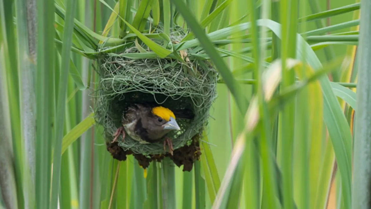 वायरल तस्वीर (56)