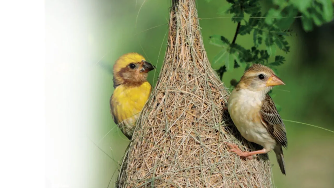 सृष्टि के स्मार्ट सर्जक  
