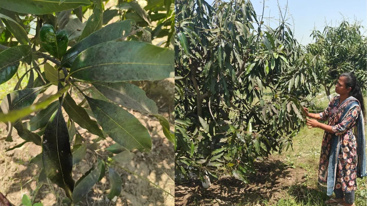 बाराबंकी में आम की फसल पर हॉपर कीट का प्रकोप, विशेषज्ञों ने बताए बचाव के उपाय