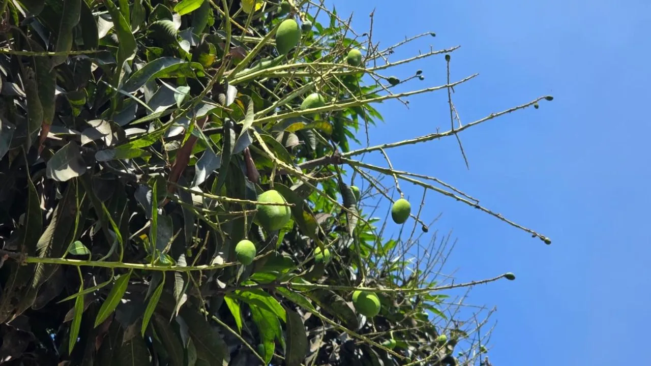  बिन मौसम बारिश ने बर्बाद आम की फसल: फैलने लगा दहिया रोग, घटेगा उत्पादन; एक्सपर्ट से जानें बचाव के तरीके